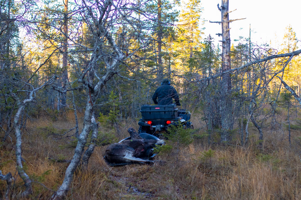 Nytt prissystem for elg- og hjortejakt TKS